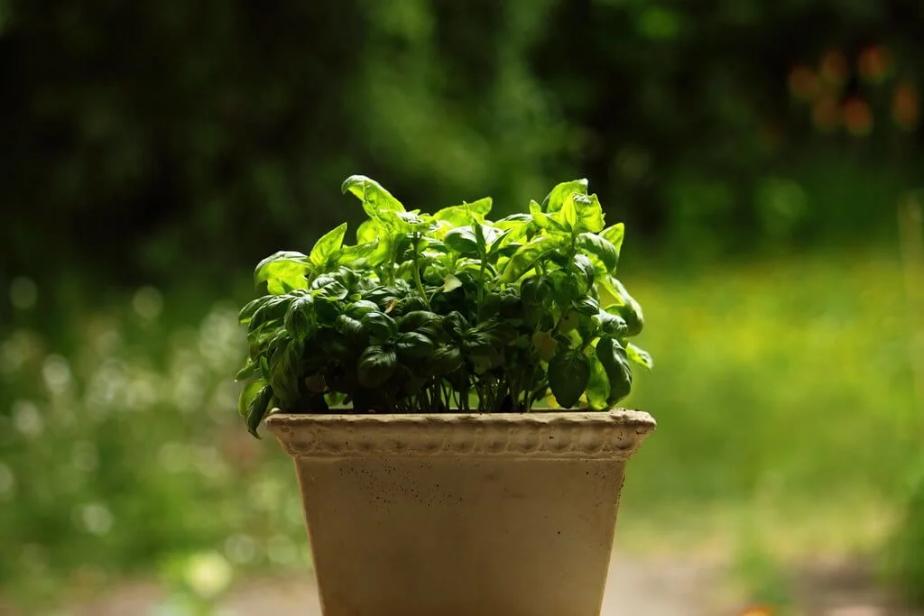 Basil in a container