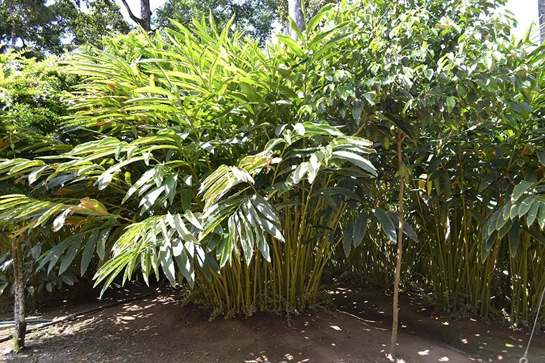Cardamom Elettaria Cardamomum tree