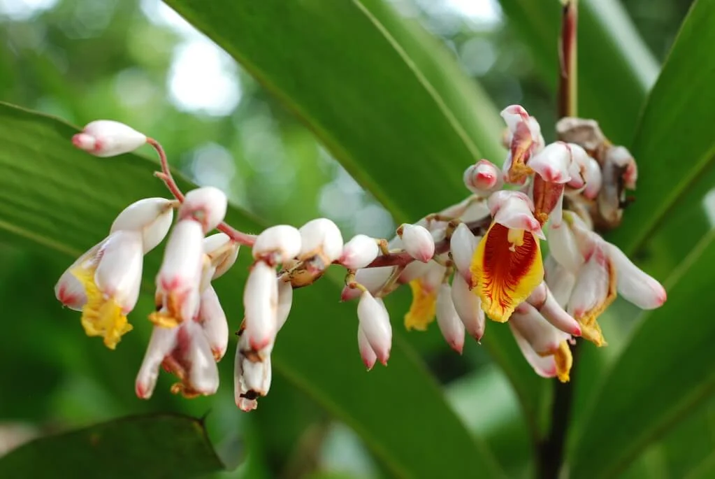 Cardamom Flowers