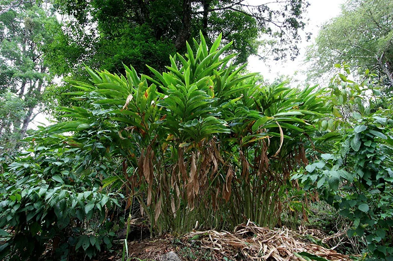 Cardamom tree