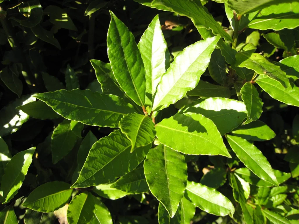 Closeup of Bay Leaves