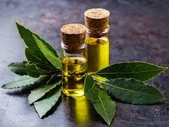 Bay Leaves Essential Oil