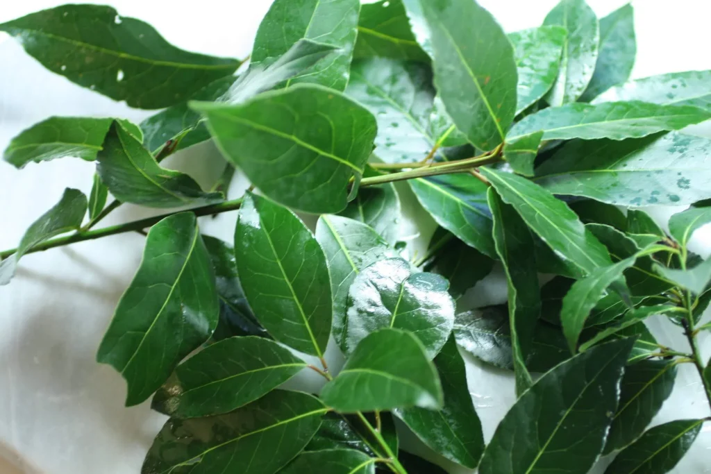 Fresh Bay Leaves