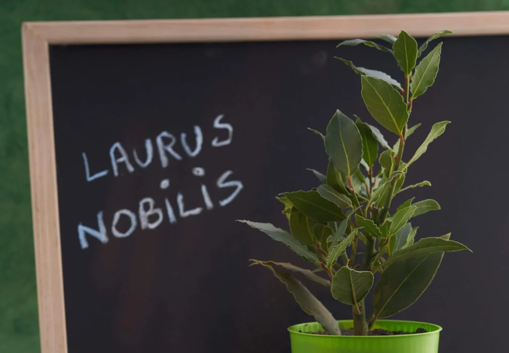 Bay Leaves (Laurel Tree) Laurus Nobilis