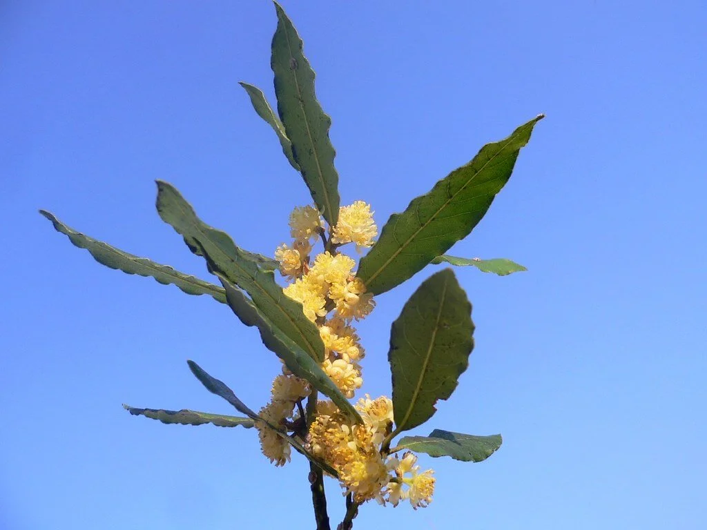 Laurel Tree (Bay Leaves) Flowers