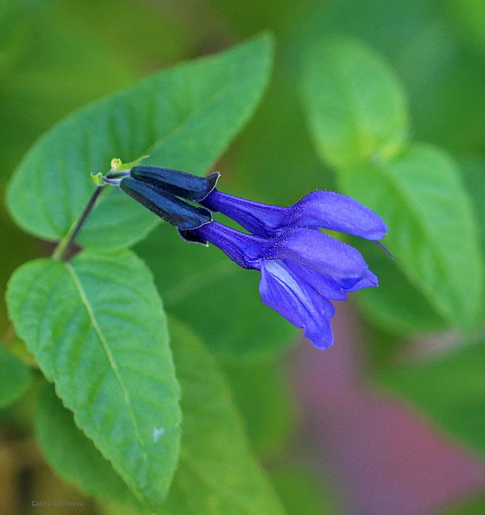 Brazilian Sage by galsafrafoto