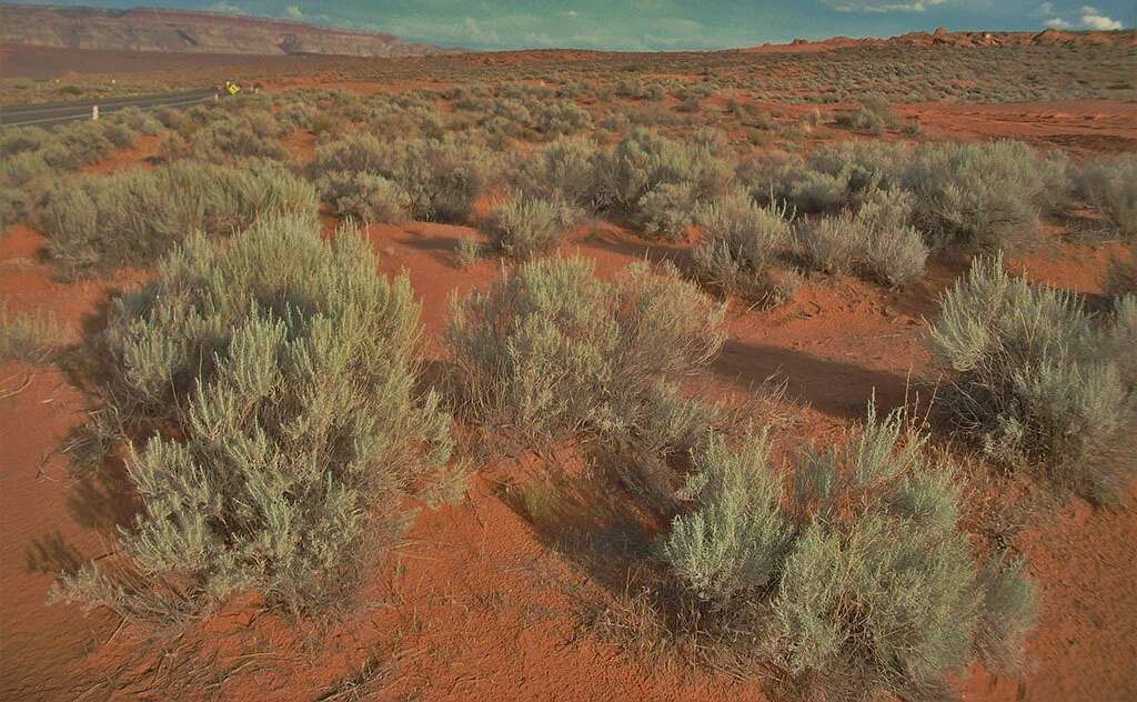 Desert Sage by James Hubley