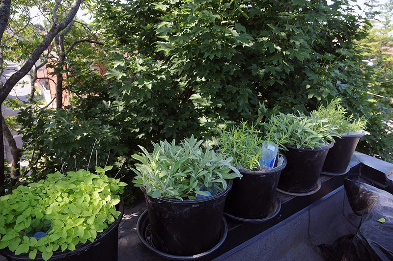 Herbs on Containers by johanne_daoust