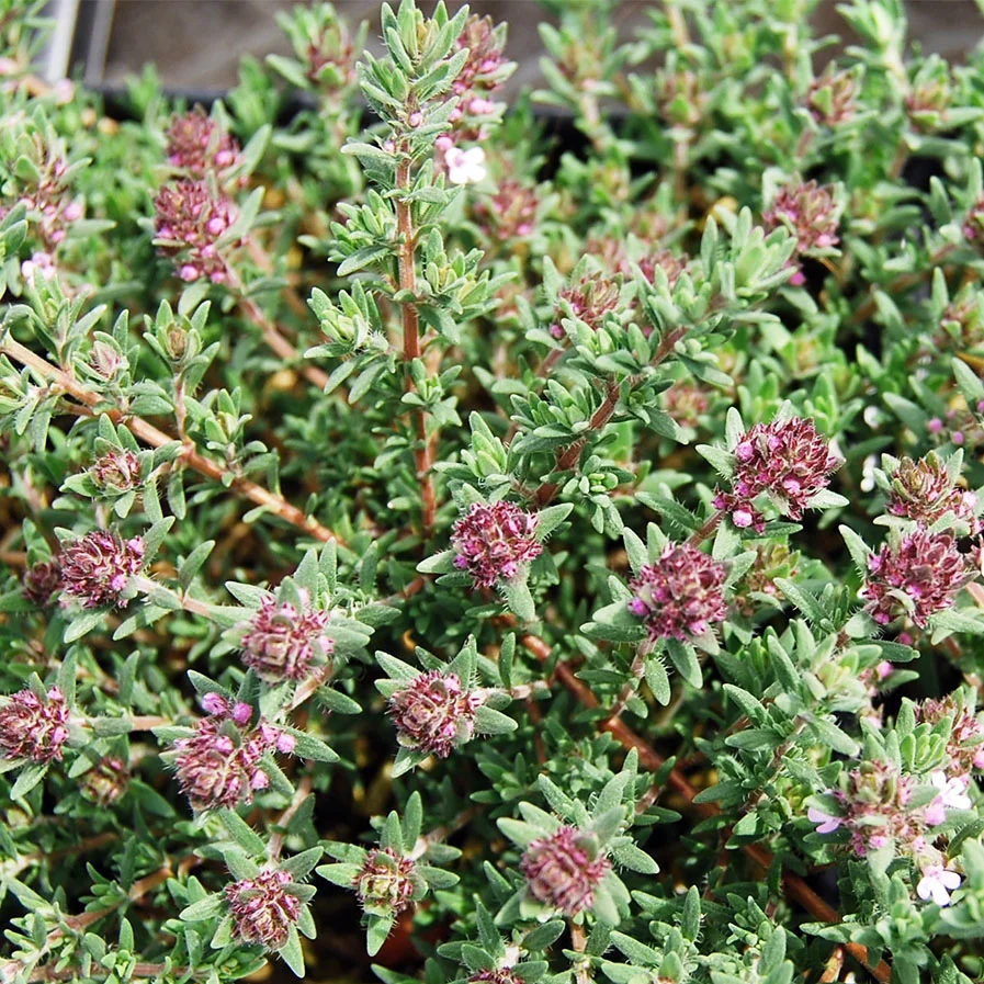 Juniper Thyme by Southwood Landscape & Garden Center