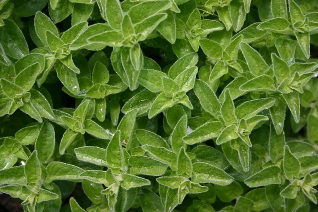 Marjoram by Rhonda Fleming Hayes thegardenbuzz