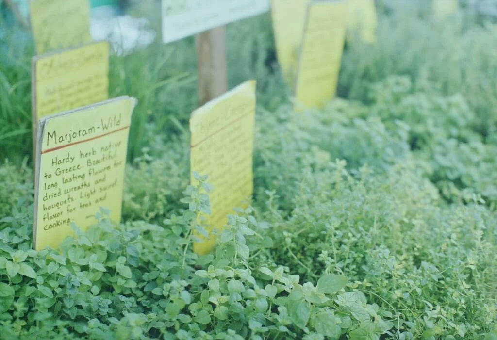 Marjoram by Yu ubookworm