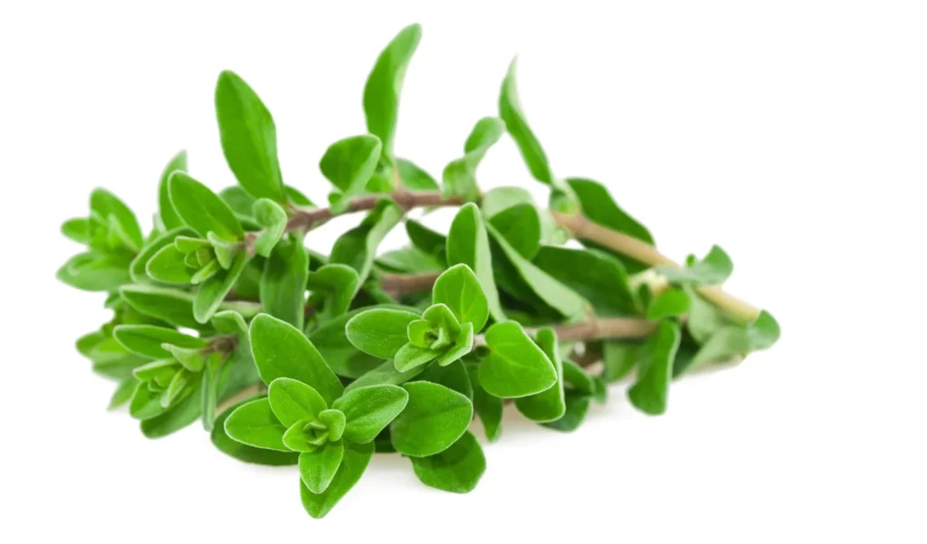 Marjoram by pretty strange