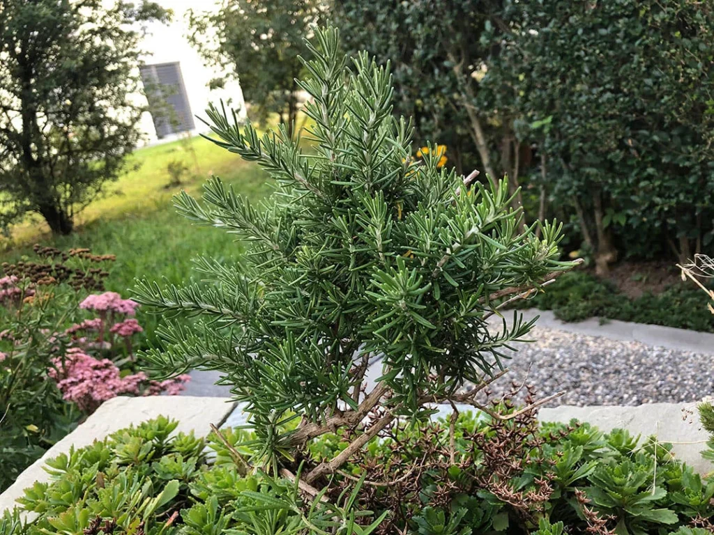 Rosemary in the garden by Pat gerber tabbynera