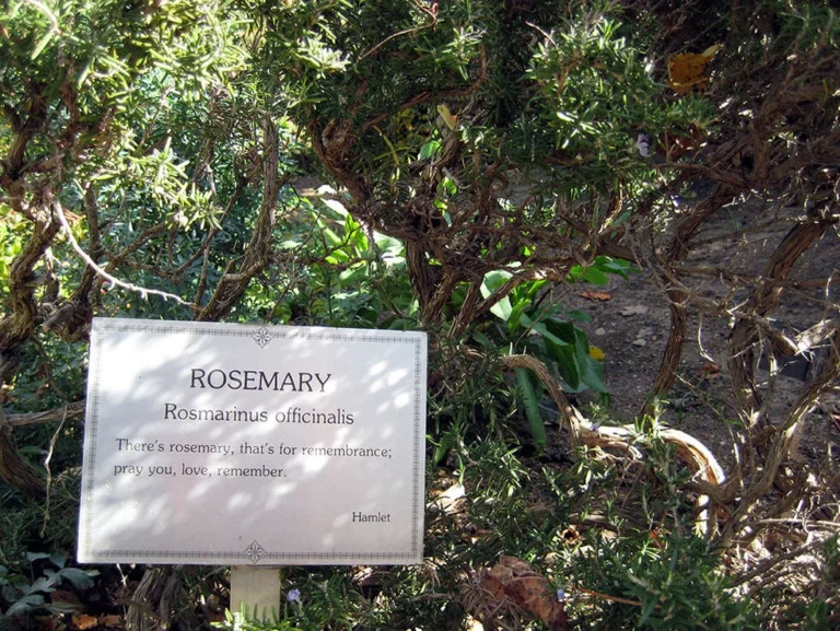 Rosemary with a sign that says Rosemary by camillesharon