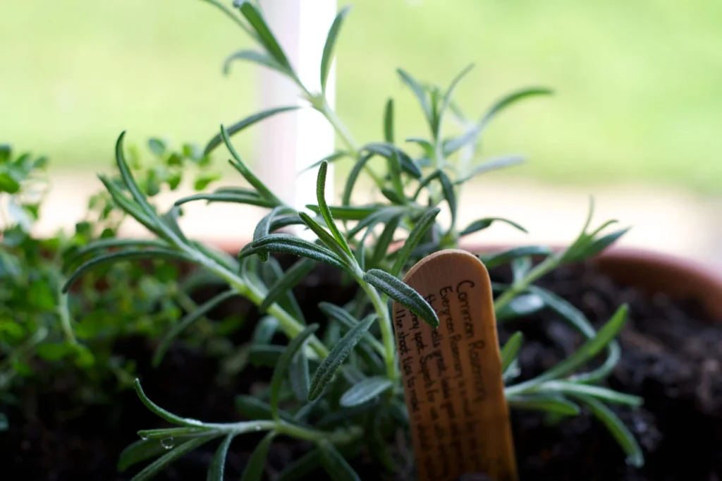 Closeup of Rosemary with tag by Rachel Andrew