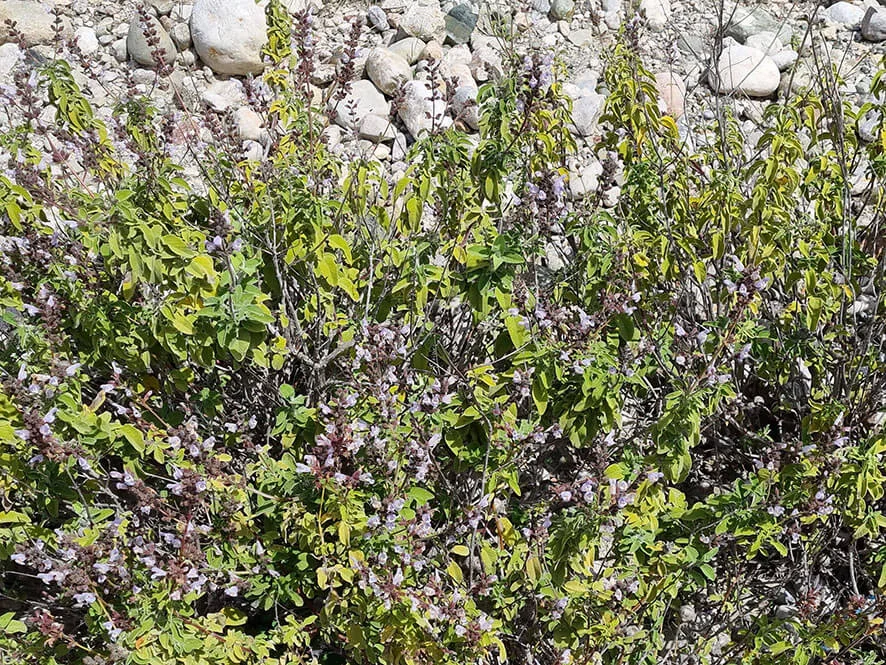 Salvia fruticosa - Greek sage by Simon Melville