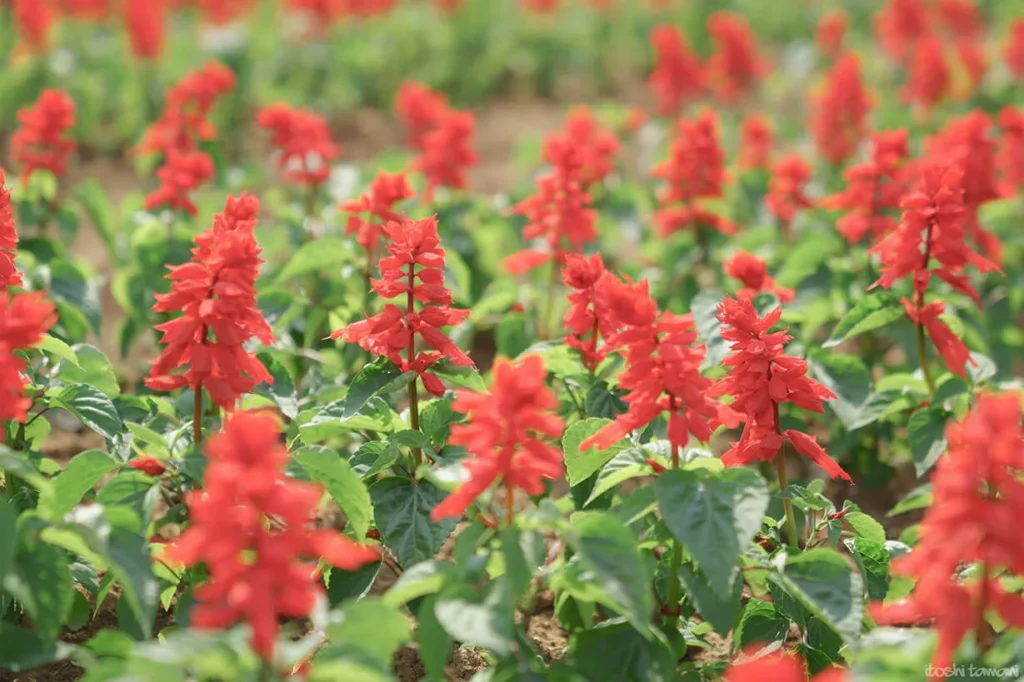 Scarlet Sage salvia splendens by it05h1