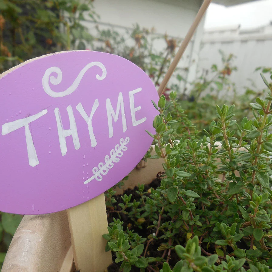 Thyme by Neshachan