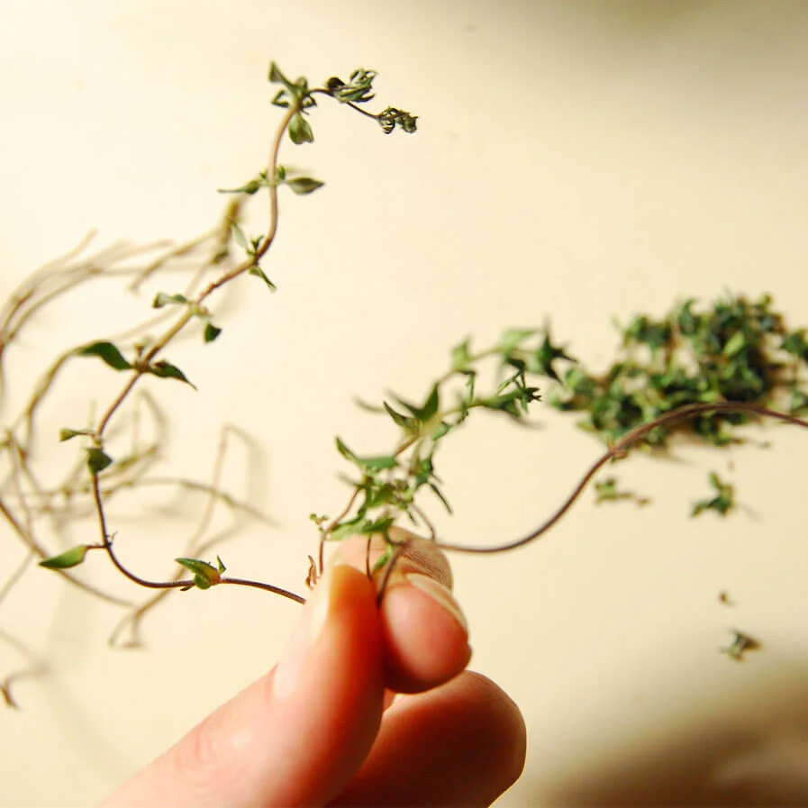 Thyme by Ula Nice