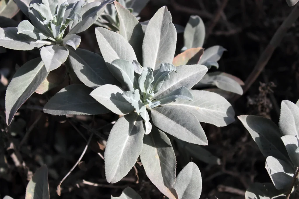 White Sage by Dana Brown