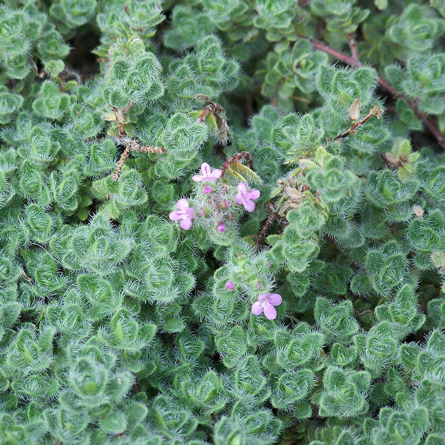 Woolly Thyme in bloom by Patrick Standish