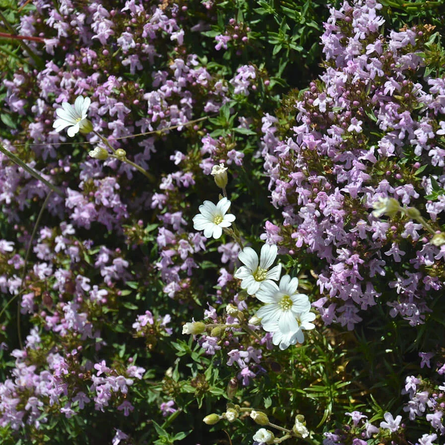 caraway thyme by ardmhor41