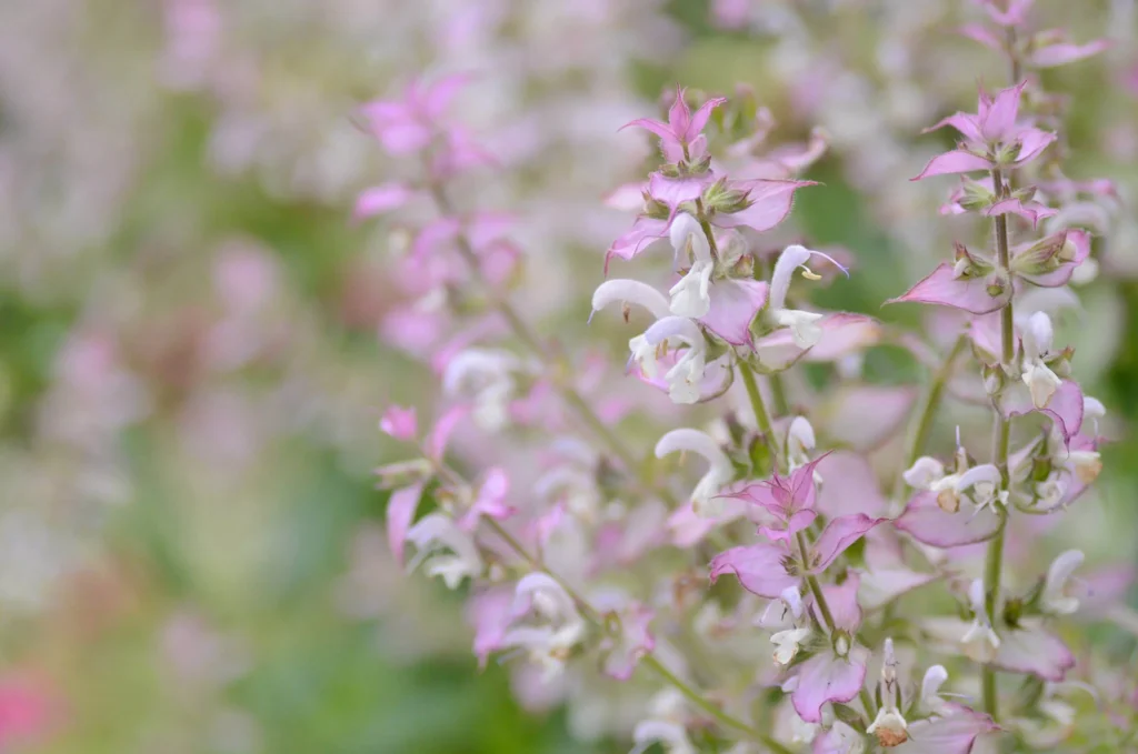 clary sage by snowshoe hare on and off