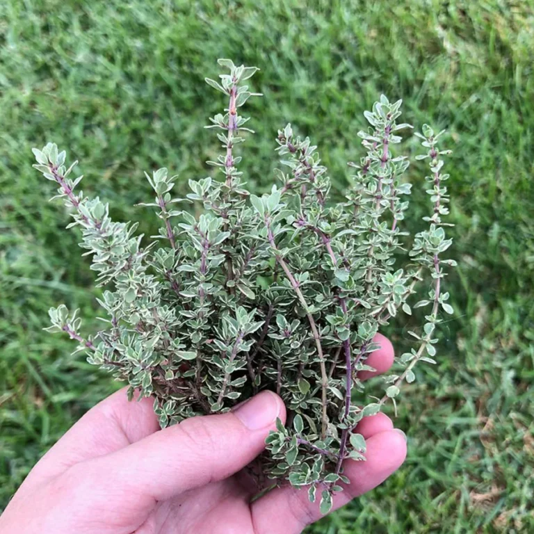 thyme by Amy