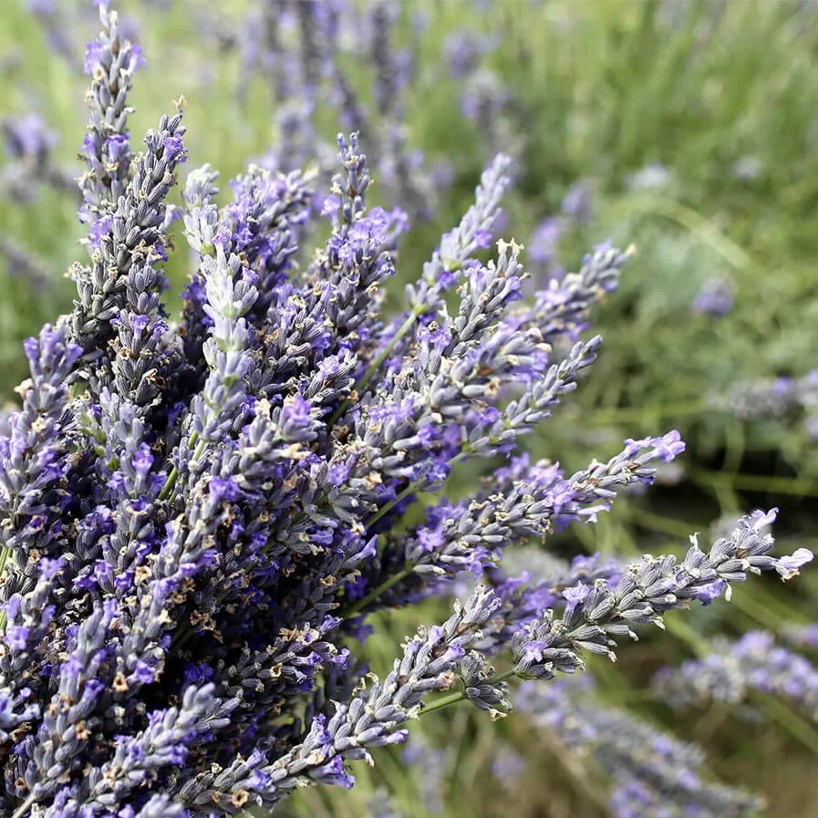 A bunch of lavender