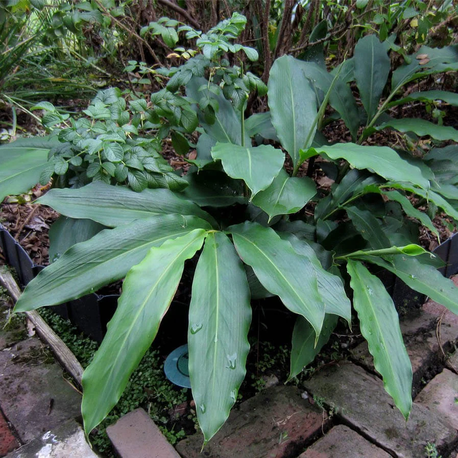 Cardamom Plant