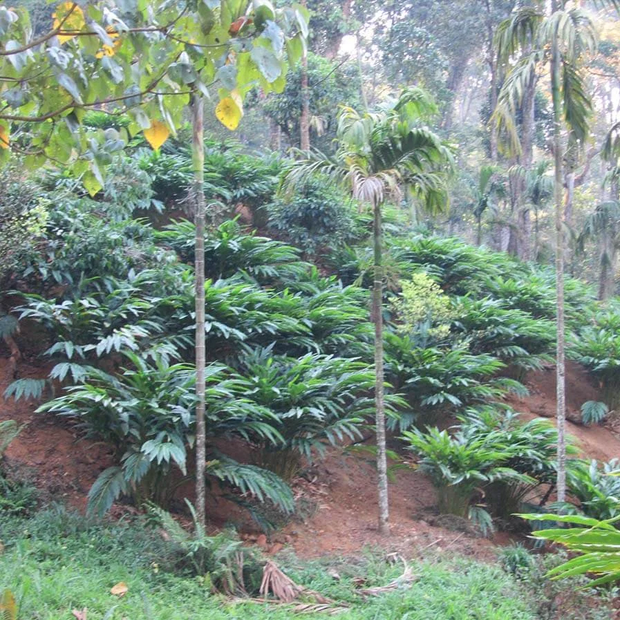 Cardamom Plantation