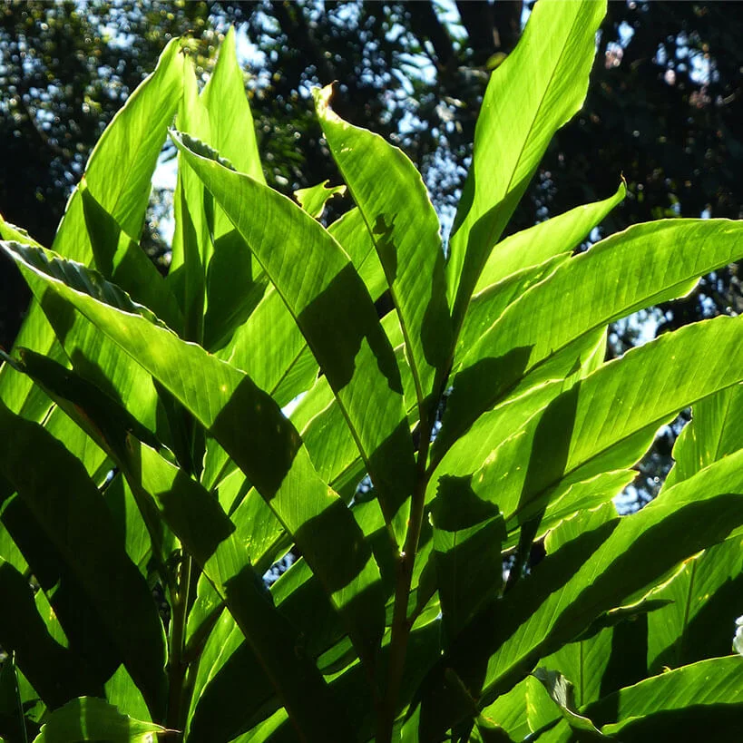 Cardamom Plants