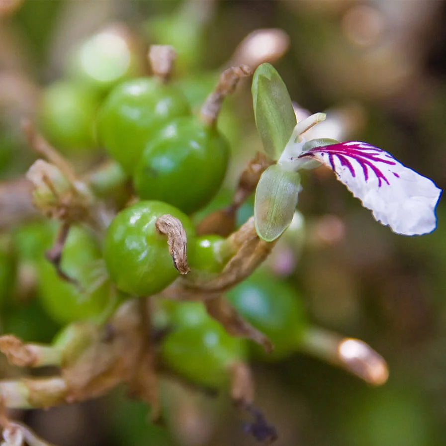 Cardamom pods at the base of the plant before they ripen