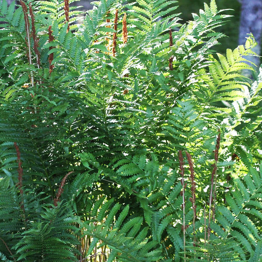 Cinnamon Fern by Weber Marshall