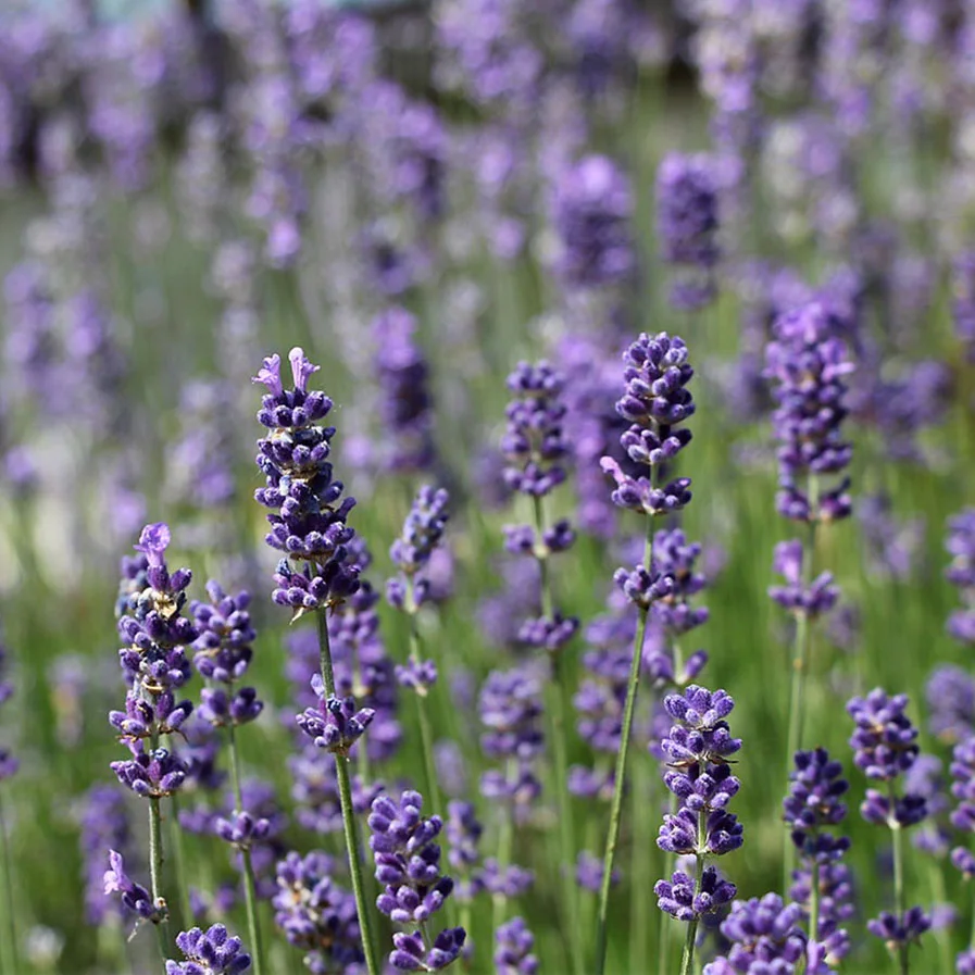 English lavender up close.