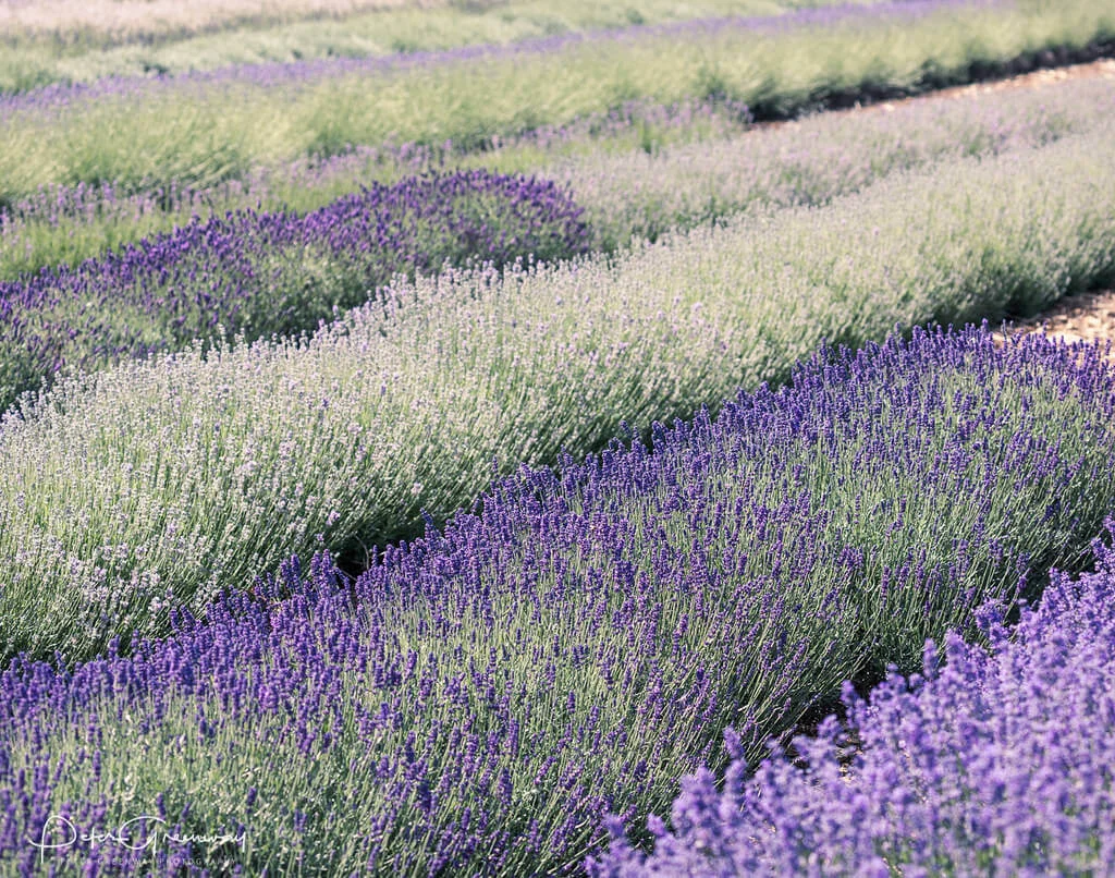 Rows Of Multi-Coloured Lavender In Full Bloom At Snowshill