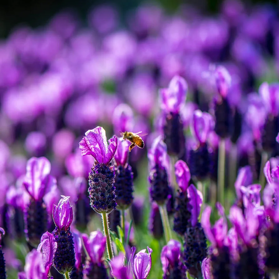 Spanish Lavender with bee