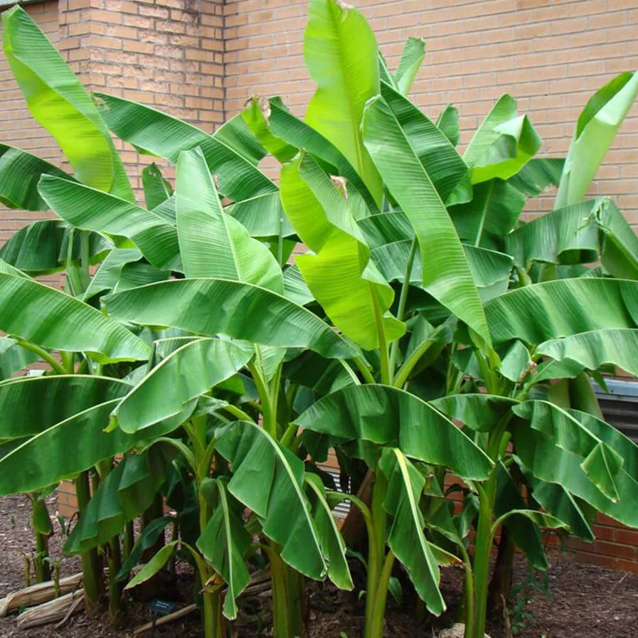 banana plant by Doug McAbee