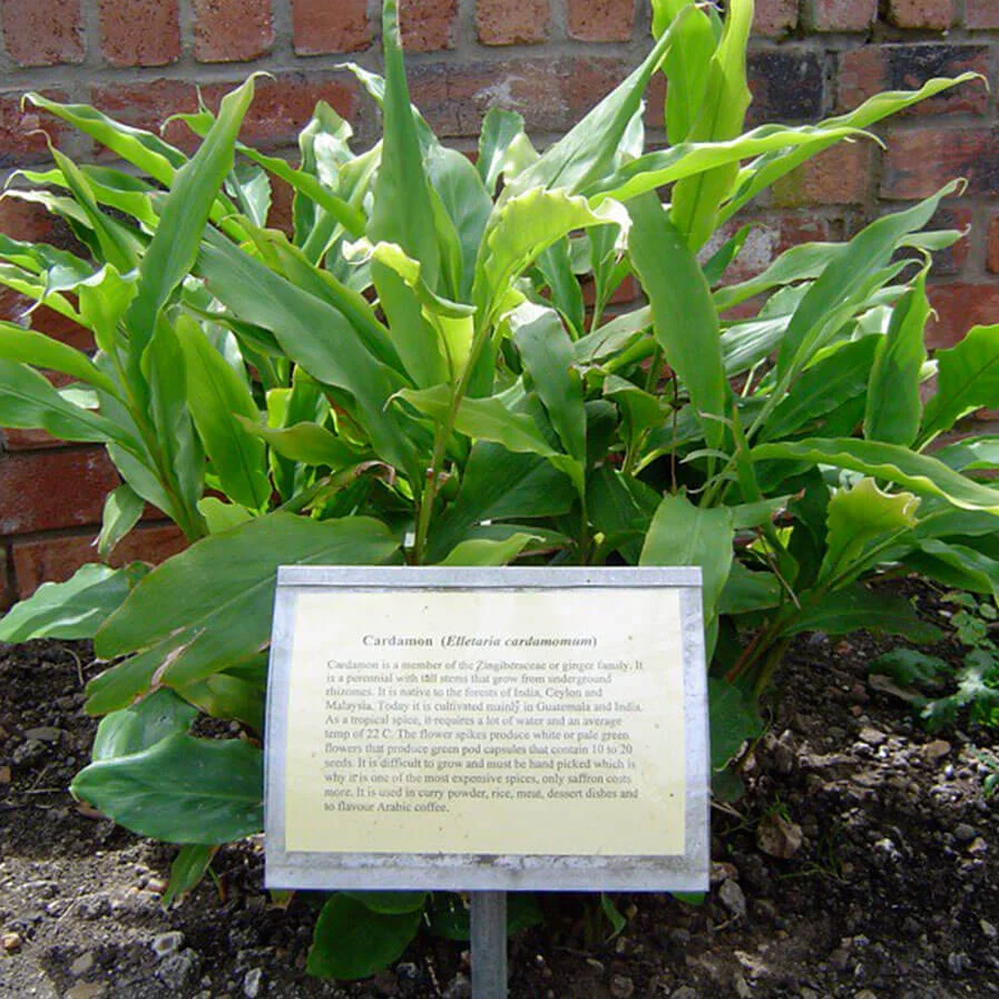 cardamom plant with tag