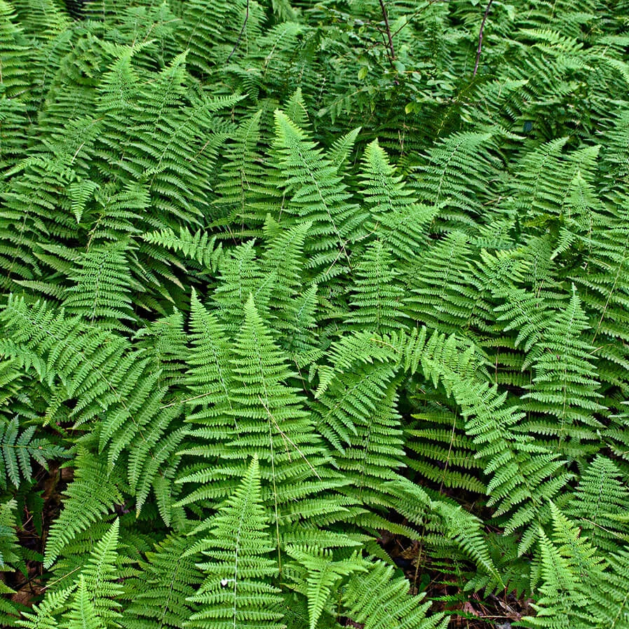 ferns by Liz West