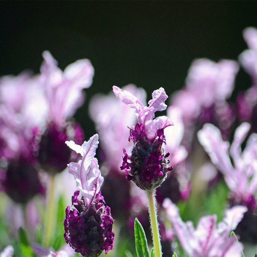 French lavender up close.