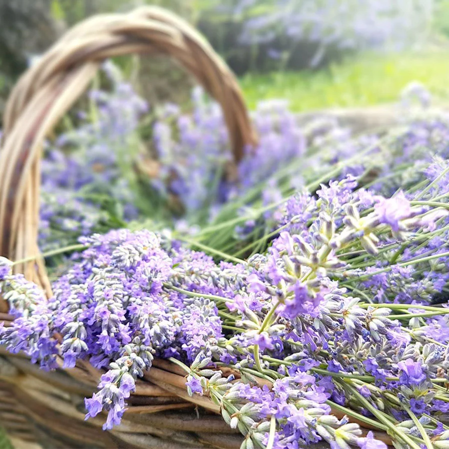 Lavender in a basket