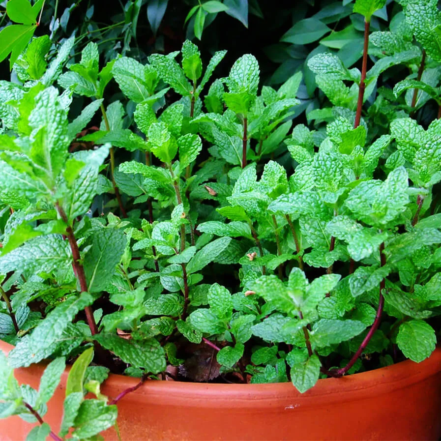 mint plant by Vitamin G