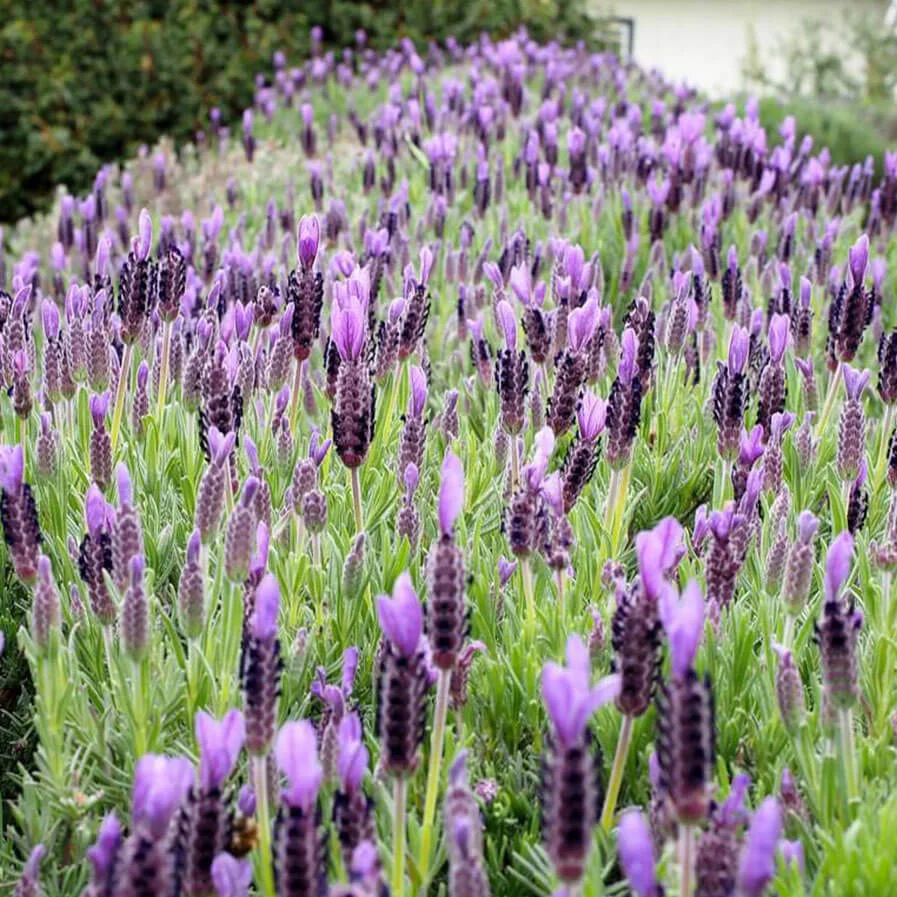 lavender hedge