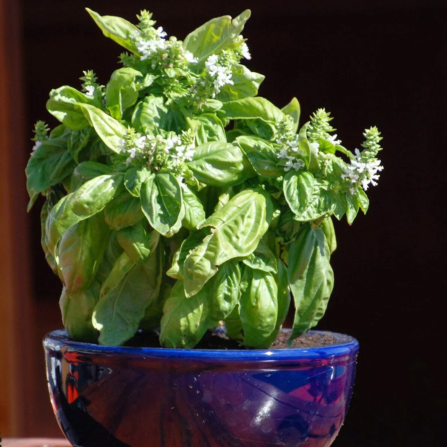 Basil in a container by Anders Gustavson