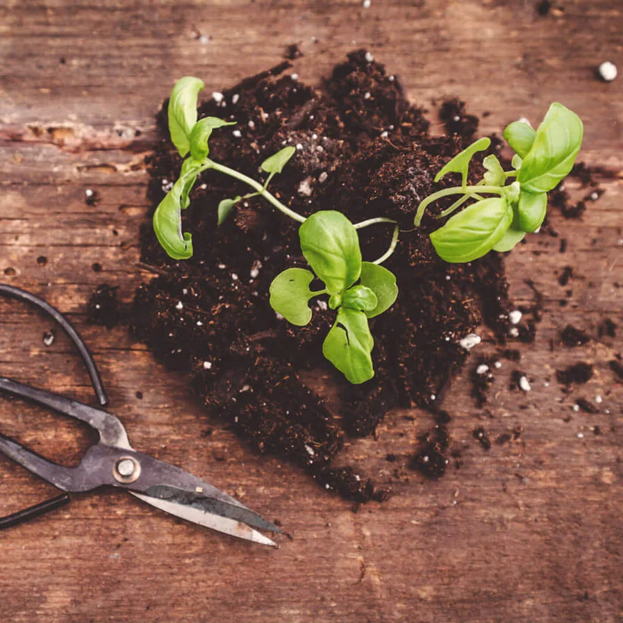 Basil pruning by Fire Fighter's Wife