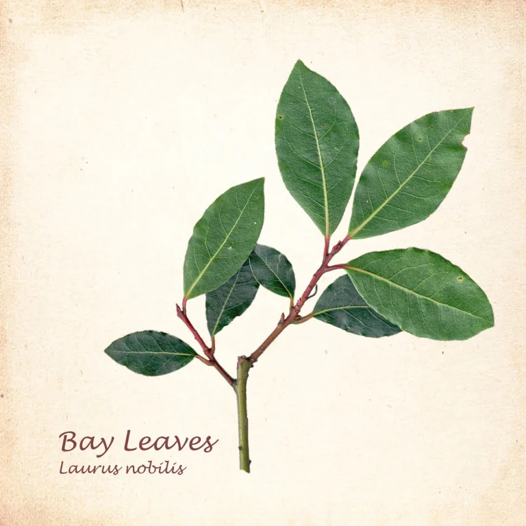 Bay Leaves by JoLynne Martinez