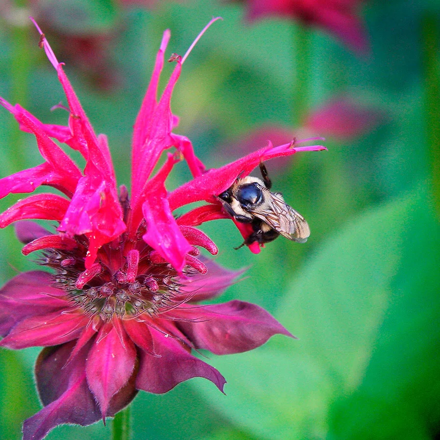 Bee Balm in bloom by Patrick Kilkenny