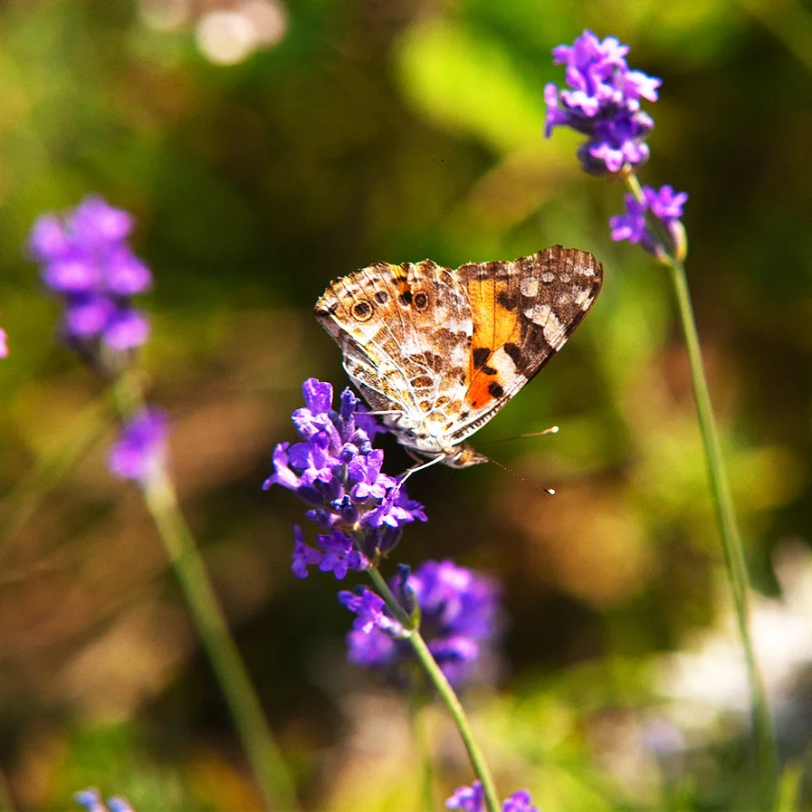 Butterfly on Lavender bloom by Adam Swaine