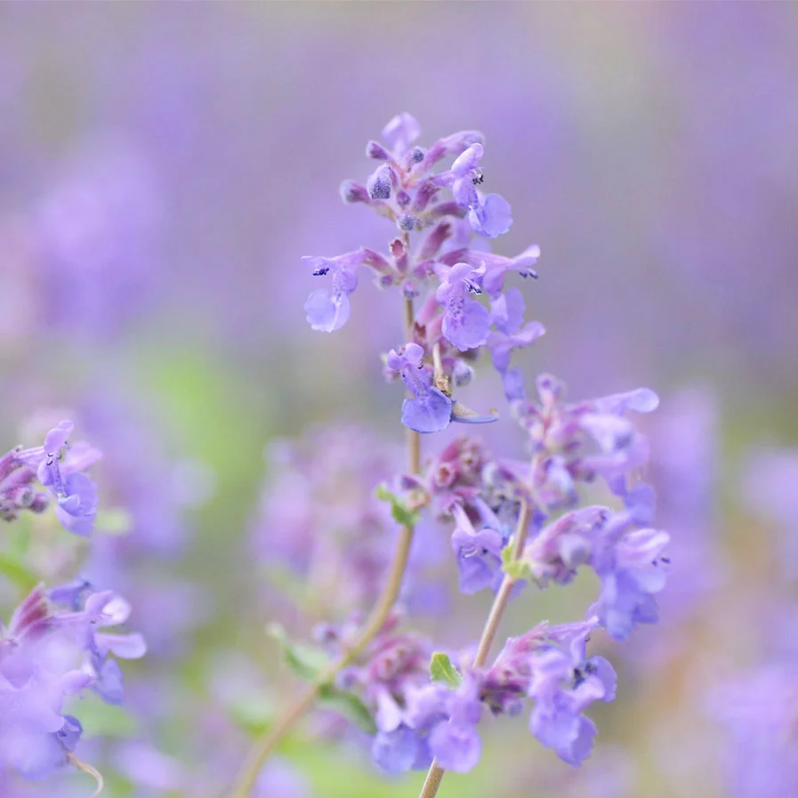 Catmint by Snowshoe Hare